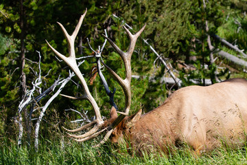 Bull Elk (Cervus elaphus) feeding in tall grass in Yellowstone Park Wyoming