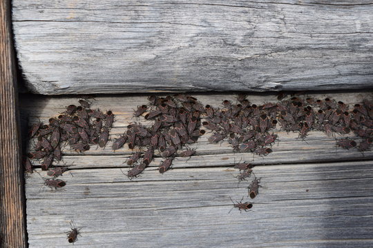 High Angle View Of Boxelder Bugs In Wooden Box