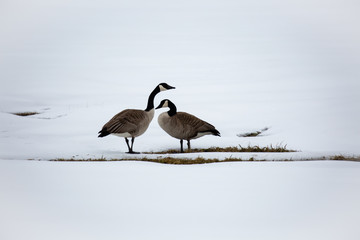 Canada Goose (Branta canadensis) in a field covered with snow in April, horizontal