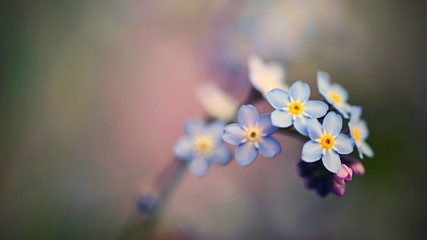 Beautiful blue small flowers - forget-me-not flower. Spring colorful nature background. (Myosotis sylvatica)