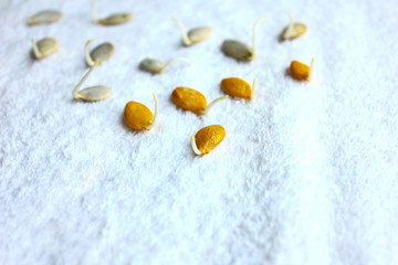 Sprout pumpkin seeds on a white wet towel. Sprout the germ of the plant before planting.