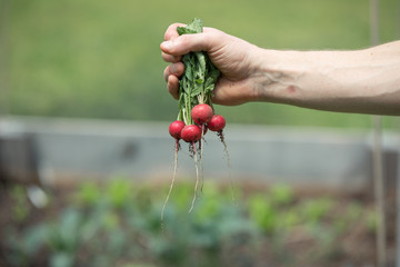 Radish Harvest