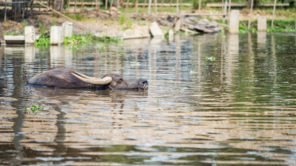 Buffalo swim on swamp water, Suphanburi