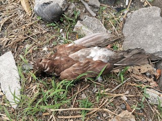 
The bird death in a street
