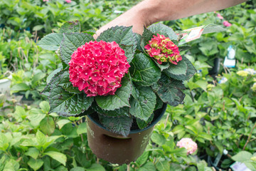 Mini Hydrangea