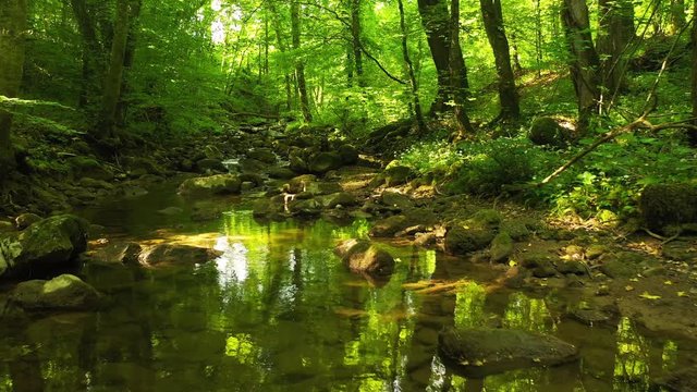 Slow flight across beautiful sunny forest river with magic reflections.