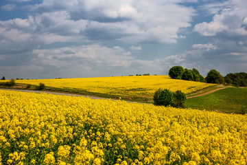 Fields with rapeseed on a sunny day. Rapeseed cultivation.