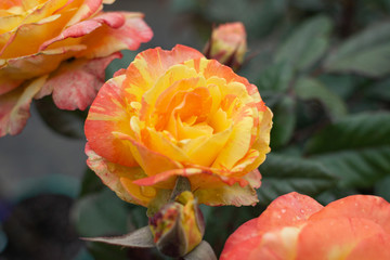 Yellow Rose