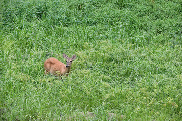 Deer in the Tall Grass