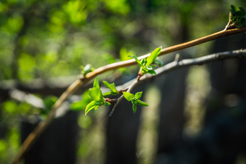 New leaves on wild apple tree in the garden. Selective focus.