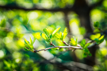 New leaves on wild apple tree in the garden. Selective focus.