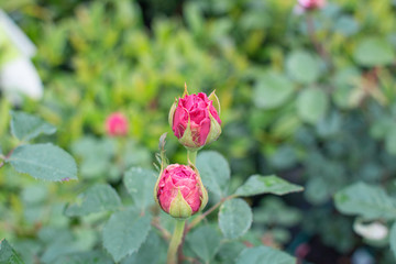 Rosebuds