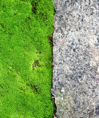 moss green on stone in forest.