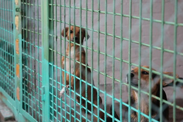 Dog in an animal shelter waiting for the owner
