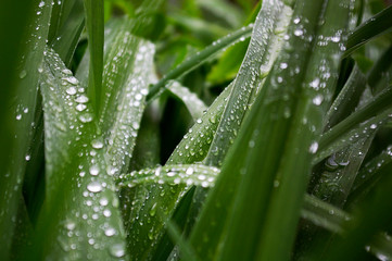 wet grass after rain. selective focus, close-up