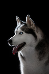 Siberian husky on black background