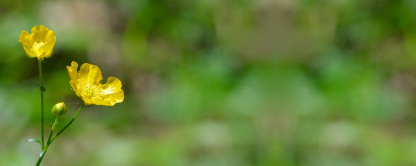 Obraz premium Panoramique double boutons d'or