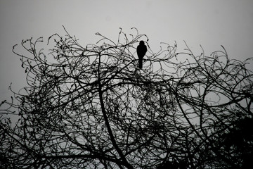 birds on a tree