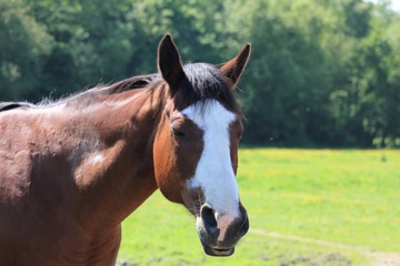 Obraz premium Cheval