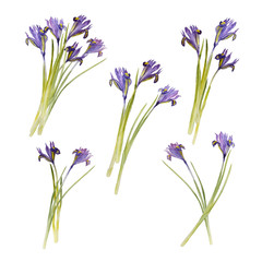 Watercolor spring flowers set. Beautiful irises and crocuses. isolated on white background.