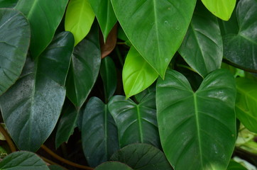 tropical leaf, large foliage, abstract green texture, nature background