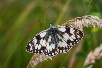 Close up of a Marbled White butterfly, Melanargia galathea, with wings wide open, perched on a grass stem with a blurred green background.