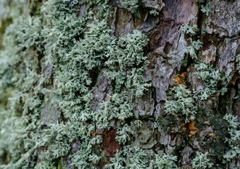 Flechten an Baum / Eichenmoos (lat.: Evernia prunastri)