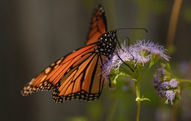 Monarch butterfly