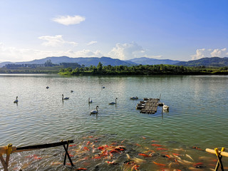 Swarm and fish in the calm lake