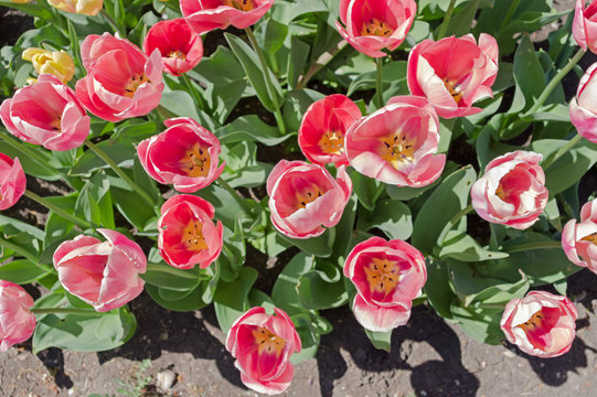 multicolored tulips on flowerbed © AVD