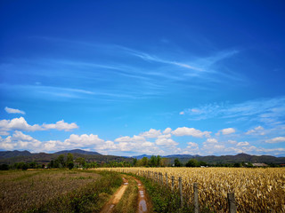 Fototapeta na wymiar A dry corn field after harvesting on a clear day