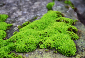 Obraz premium Moss green on the rock.