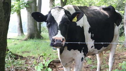 cows in a field