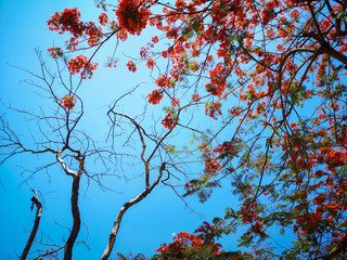 The Flame tree, Royal poinciana or Delonix regia flower tree in the outdoor park with blue sky