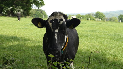 cow in field