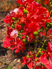 Close up of The Flame tree, Royal poinciana or Delonix regia flower tree in the outdoor park