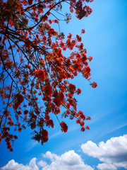 The Flame tree, Royal poinciana or Delonix regia flower tree in the outdoor park with blue sky