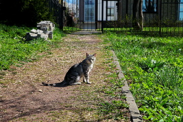 A cat walks in an empty yard