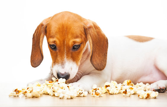 image of dog popcorn white background 