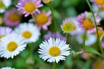 Obraz premium beautiful flowers in the nature