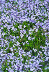 Fototapeta premium blue flowers on meadow