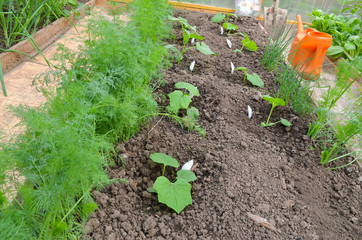 in a greenhouse on one bed, dill and cucumbers grow well together