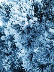 frosty natural pattern