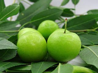 Green plums on plum tree leaves               
