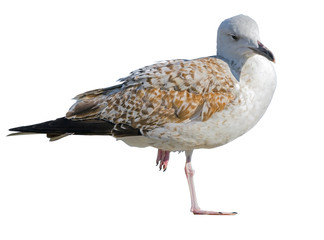a Seagull stands on one leg isolated on white