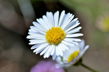 Obraz premium beautiful flowers in the nature