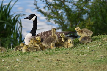 Canada Geese
