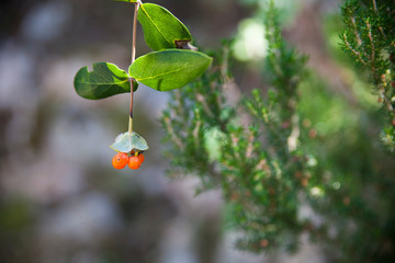green leaves on a tree