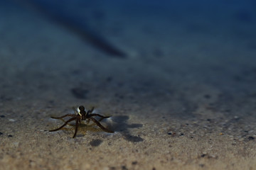 spider on the beach