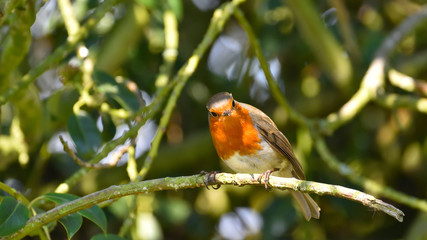 Robin